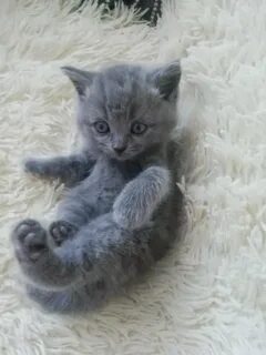 Продаю британских котят