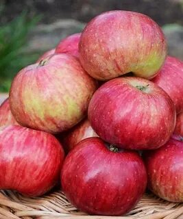 Яблоня сорт россошанское полосатое