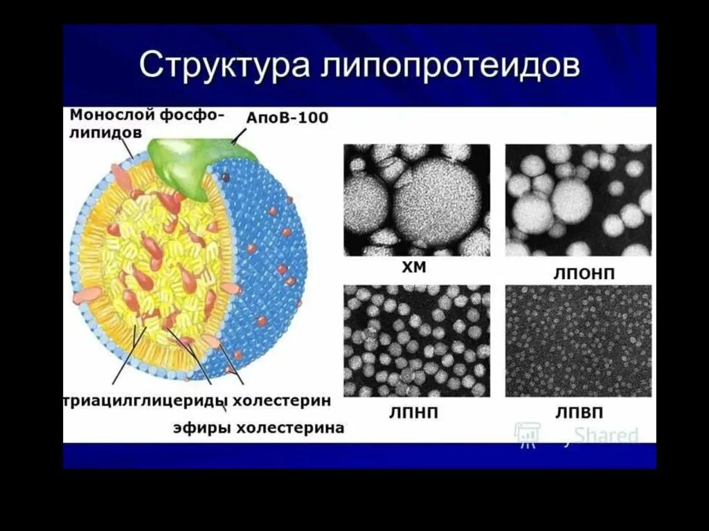 Структура липопротеидов. Липопротеины низкой и очень низкой плотности. Холестерин липопротеиновый высокой плотности. Холестерин и липопротеиды.