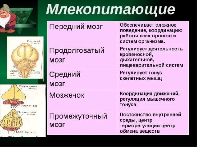 Как называется отдел головного мозга млекопитающих. Передний мозг функции головного мозга млекопитающих. Передний средний мозг функции. Функция переднего мозга у млекопитающих. Функции отделов мозга млекопитающих.