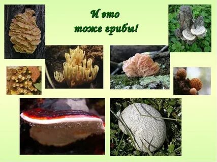 Факты про грибы для детей