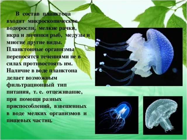 Особенности организма планктон. В состав фитопланктона входит. Особенности строения планктона. Входит в состав зоопланктона. В состав планктона входят