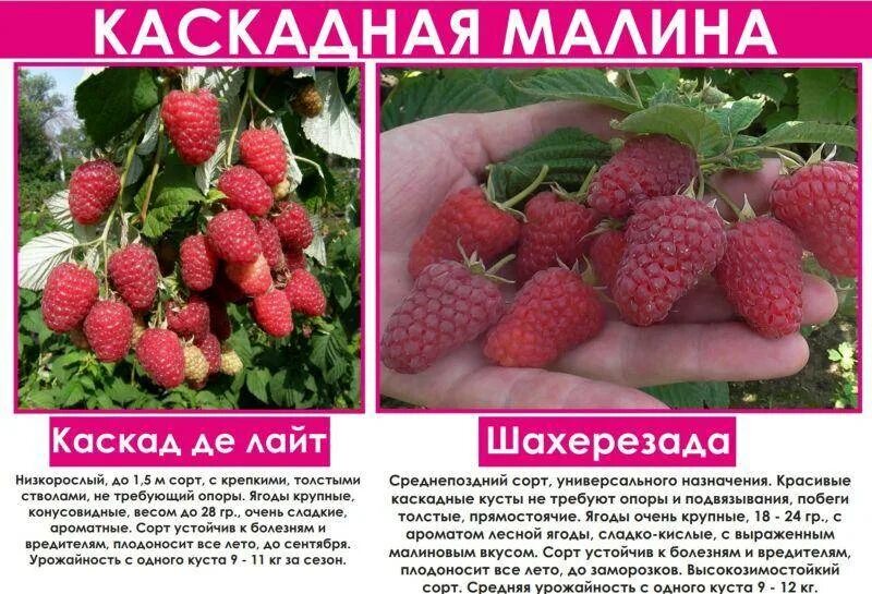 Малина сказка описание сорта фото отзывы особенности. Сорт малины Каскад Делайт. Саженцы малины Каскад Делайт. Малина сорт Таруса. Малина штамбовая Таруса малиновое дерево.