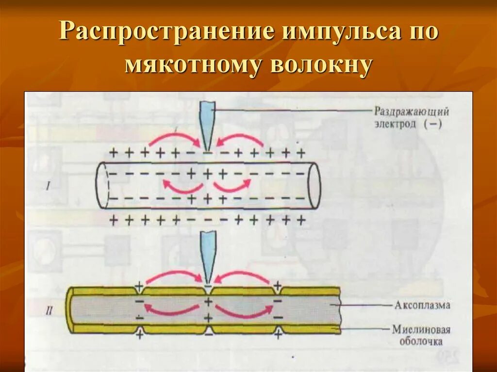 Схема передачи импульса по миелиновому волокну. Проведение возбуждения в безмякотных и мякотных нервных волокнах. Механизм проведения возбуждения по безмиелиновым волокнам. Механизм передачи нервного импульса по нервному волокну.