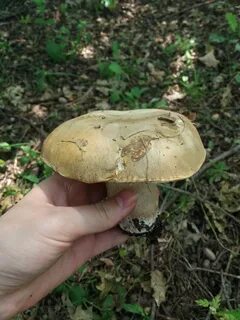 Белый дубовой