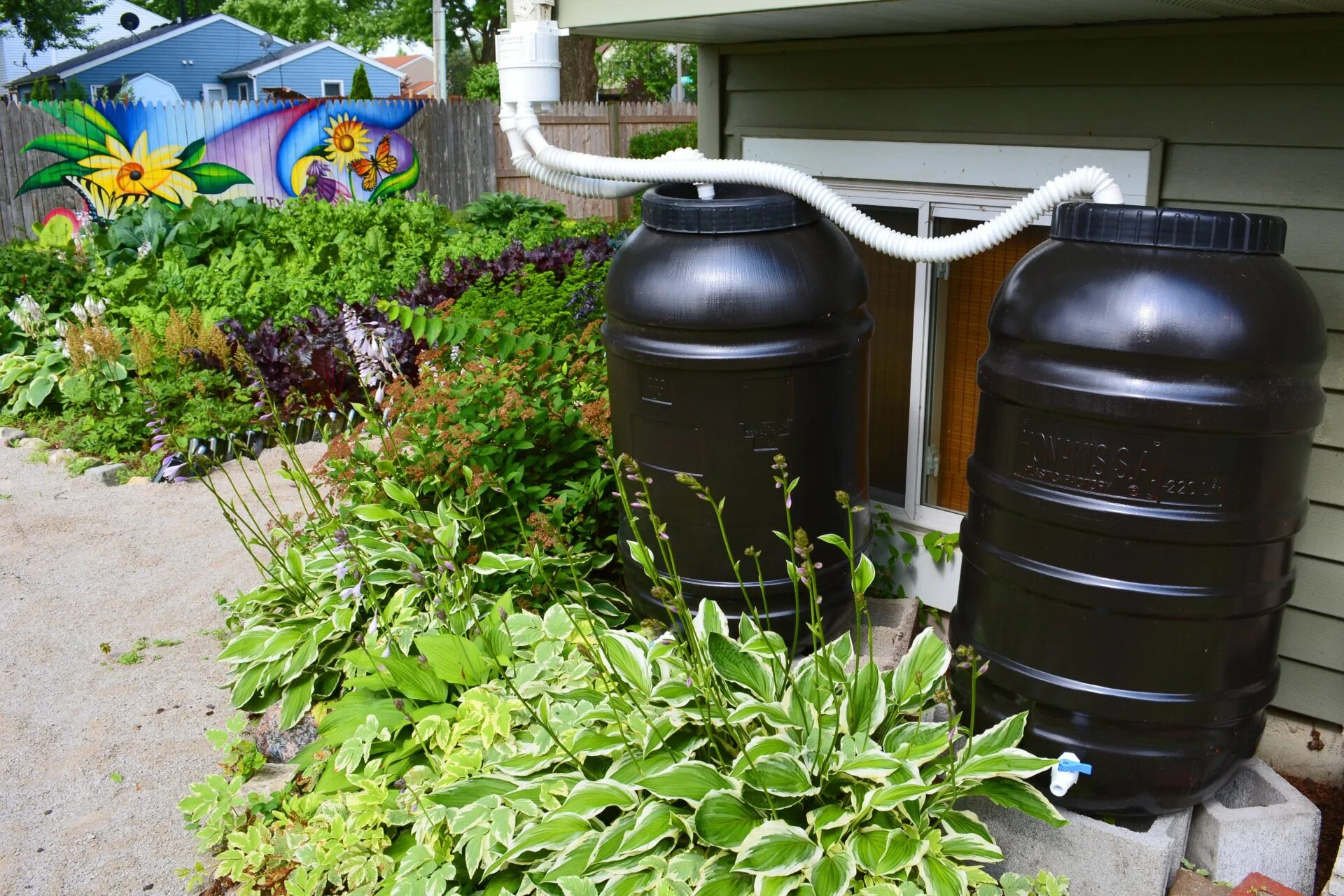 Дачник собирал дождевую. Дождевая бочка Rain Barrel 240 литров. Дождевая бочка Rain Barrel 80 литров. Дождевая бочка Rain Barrel 100 литров. Емкость для сбора дождевой воды.