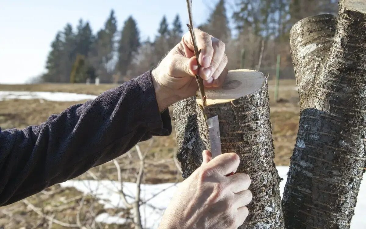 Прививка яблони за кору весной. Прививка за кору плодовых деревьев. Прививка за кору плодовых деревьев весной. Привитые деревья. В каком месяце прививают яблони