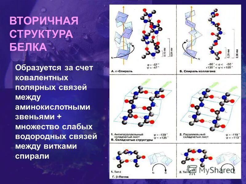 Белки образующиеся соединения