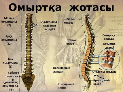 Санкт-Петербург порностудиялары