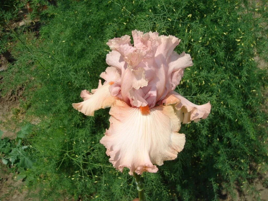 Iris south pacific. ирис bright on top. галина орлова ирис фото. бородатые ирисы нессоновой. ирис бернинг брайт.