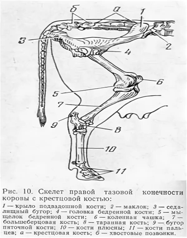 Скелет передних конечностей у млекопитающих. Суставы грудной конечности КРС. Кости тазовой конечности КРС. Анатомия задних конечностей коровы. Скелет задней конечности КРС.