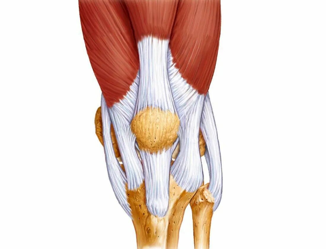 Укороченное сухожилие. Тендинит сухожилия подколенной мышцы. Сухожилие подколенной мышцы анатомия. Тендинопатия сухожилия коленного сустава. Мышцы коленного сустава анатомия.