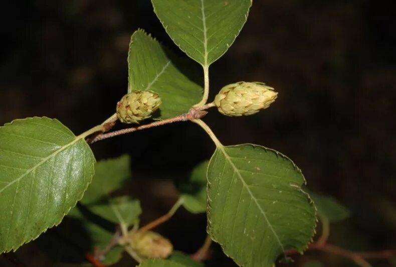 Береза как тип дерева 6 букв сканворд. Береза ребристая – betula costata. береза желтая (betula costata). береза ребристая betula costata trautv.. береза желтая (betula costata) уссурийская.