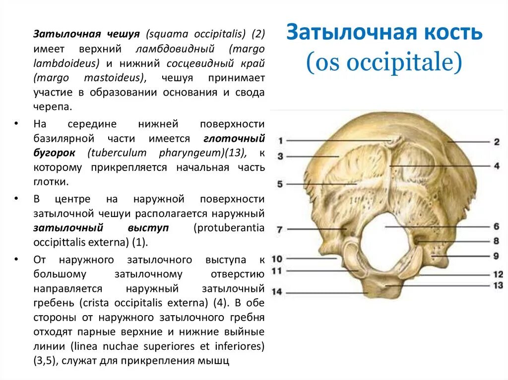 Кости черепа затылочная кость. Затылочная кость черепа анатомия. Строение черепа человека затылочная кость. Анатомия затылочной кости черепа.