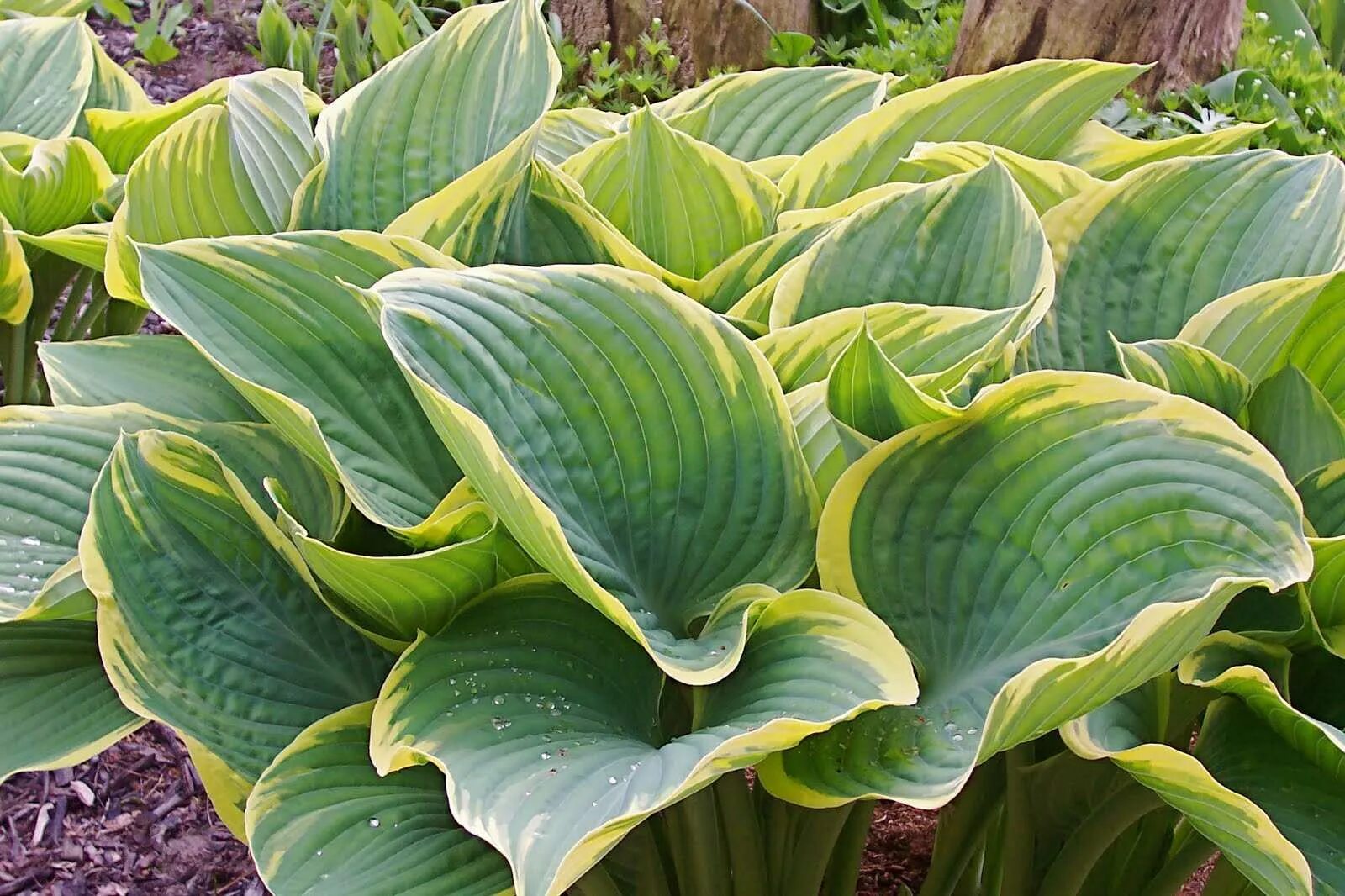 Определение хоста. Хоста &quot;sagae&quot; (hosta). хоста гибридная sagae. хоста сага sagae. хоста самсешнел.