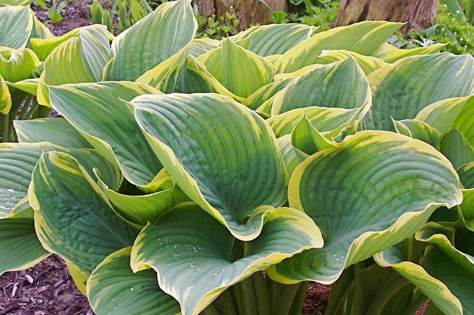 Хоста гибридная Sagae. Хоста сага Sagae. Хоста "Sagae" (Hosta). Хоста гибридная (Hosta Sagae) i.