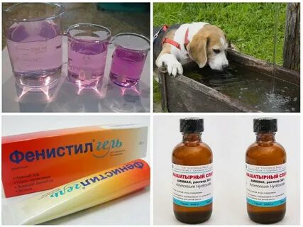 Таблетки после укуса собаки