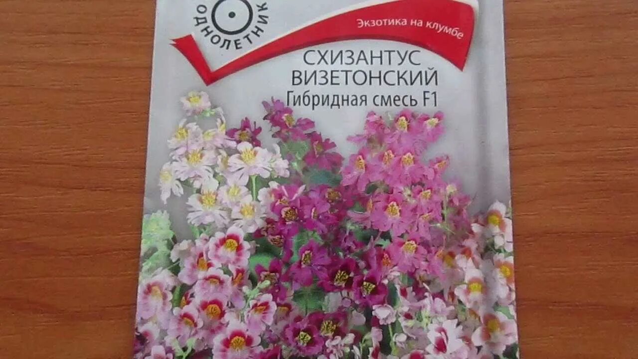 Схизантус крылья ангела семена. Схизантус визетонский Крылья ангела. Семена схизантус Крылья ангела. Цветок схизантус визетонский. Цветы схизантус Крылья ангела.