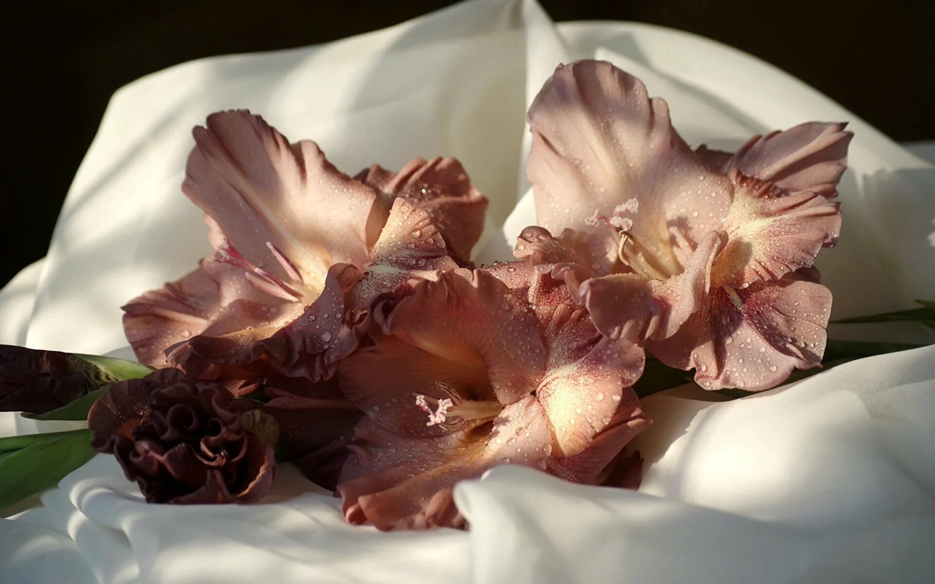 Фоны коричневых оттенков. Сирень бургунди квин. Карамельно каштановый матрикс. Тоне фото. Тони раут 2022.