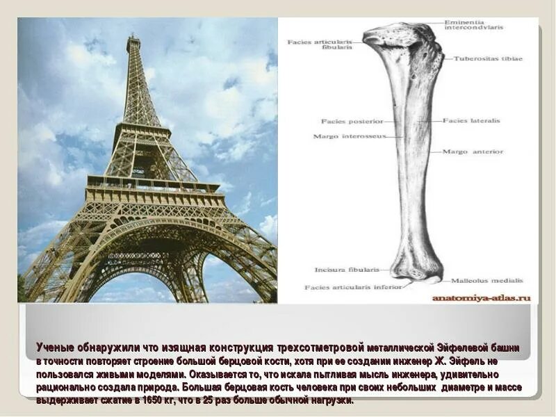 На рисунке изображена башня. Эйфелева башня бионика. бионика эйфелева башня берцовая кость. эйфелева башня в париже (повторяет форму берцовой кости). большеберцовая кость и эйфелева башня.