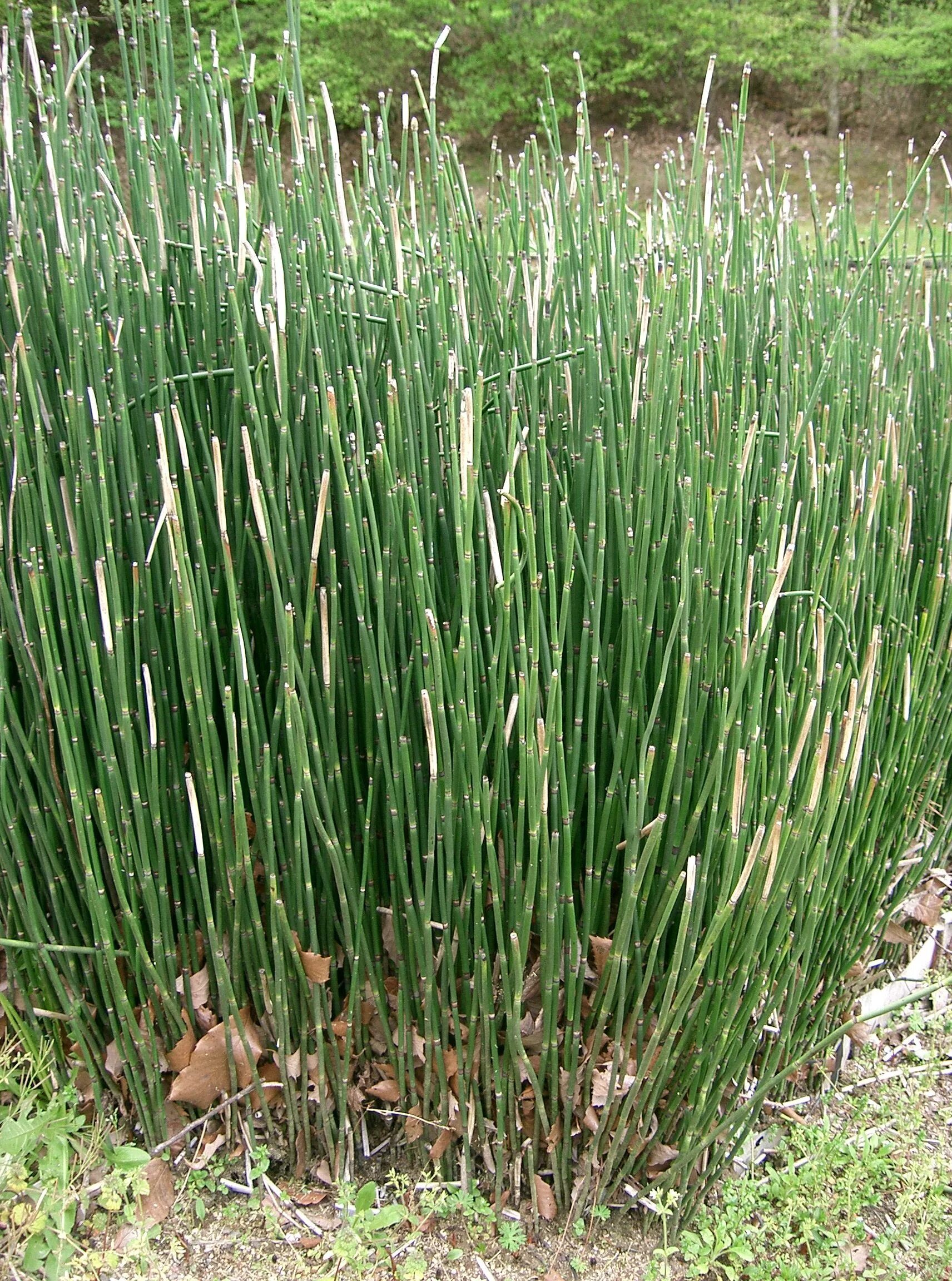 Хвощ какая земля. Хвощ камышевидный. хвощ зимующий equisetum hyemale. хвощ шаффнера. хвощ тростниковый бамбук.