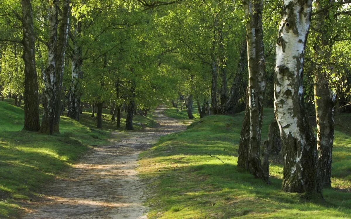 Густая роща. Картинки леса. Густая роща. Летний березовый лес. Подлесок лиственного леса.