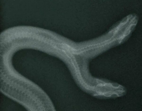 Змеи позвоночные. Змеи анатомия убийств в высокой. Анатомия змей. Змеи анатомия убийств в высокой. Змеи анатомия убийств в высокой.