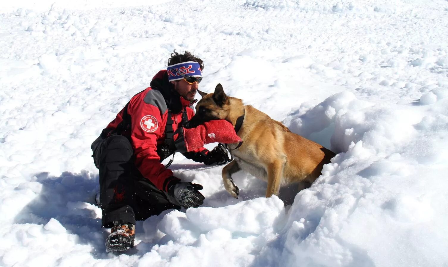 Сенбернар горный спасатель. Поисково-спасательная служба собак. Спасательная собака. Собаки спасатели.