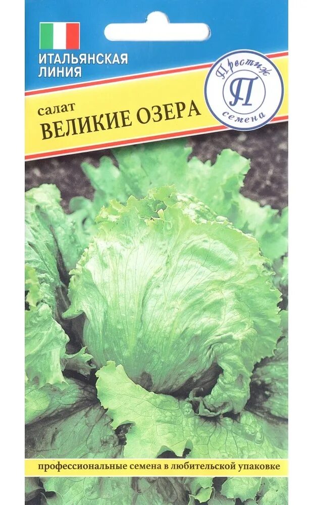 Салат кочанный. Салат листовой великие озера-659 0,5гр семена алтая. Зелень для салатов семена. Салат великие озера. Семена салата листового.