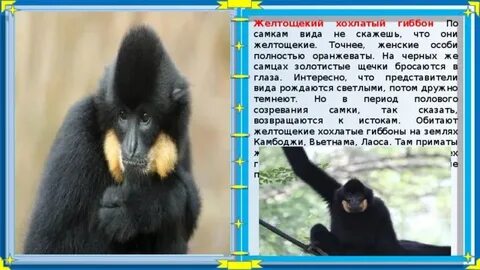 Узконосая обезьяна 7 букв кроссворд