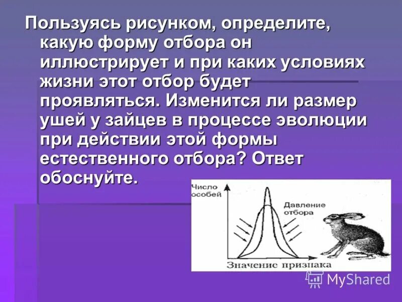 Формы естественного отбора. Формы естественного отбора рисунки. Пользуясь рисунком определите какую форму отбора он иллюстрирует. Стабилизирующий отбор заяц уши. Приведите пример иллюстрирующий изменение