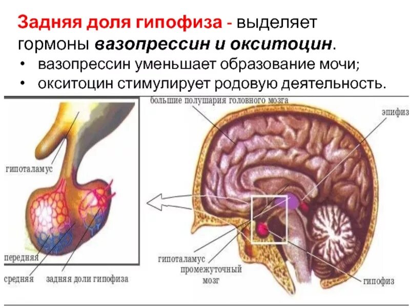 Окситоцин - это гормон передней доли гипофиза. Гормоны передней доли гипофиза картинка.