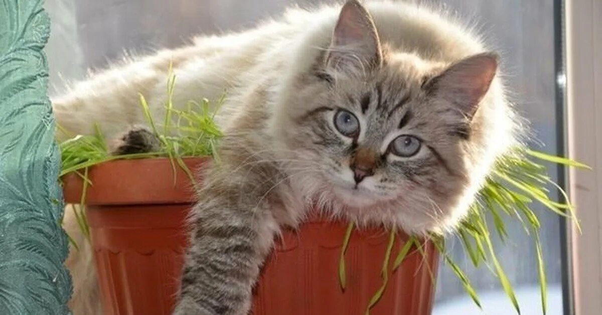 Доброе утро март с котиками. Доброго весеннего утра смешные. доброе утро с кошками. доброе утро котенок. доброго весеннего утра смешные коты с надписью.