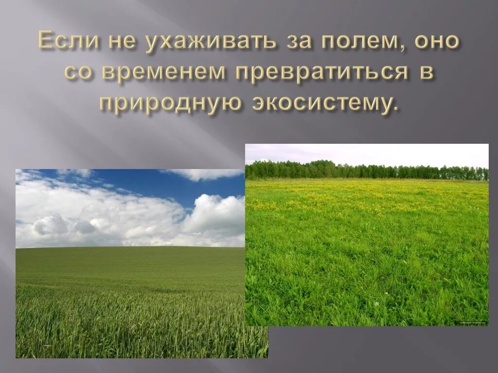 Природное сообщество поле 5 класс. Поле это окружающий мир. Природное сообщество поле. Поле для презентации. Природная экосистема поле.