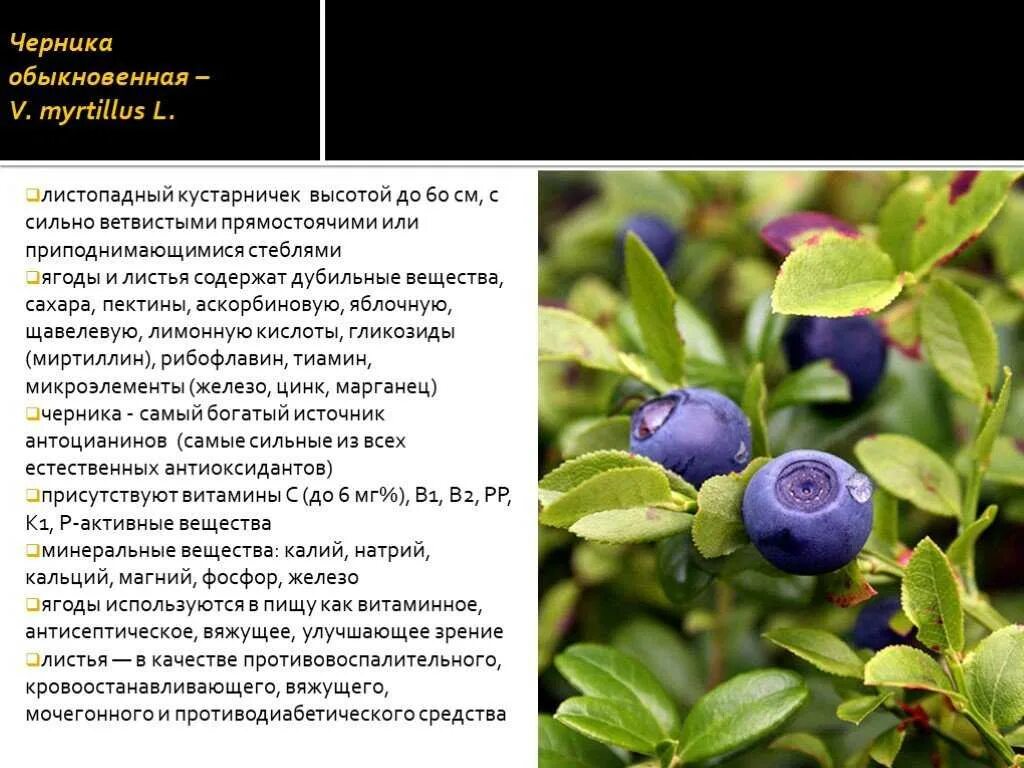 Читать рассказы черника. Черника это кустарник или кустарничек. черника кустарничек. черника описание. черника высота растения.