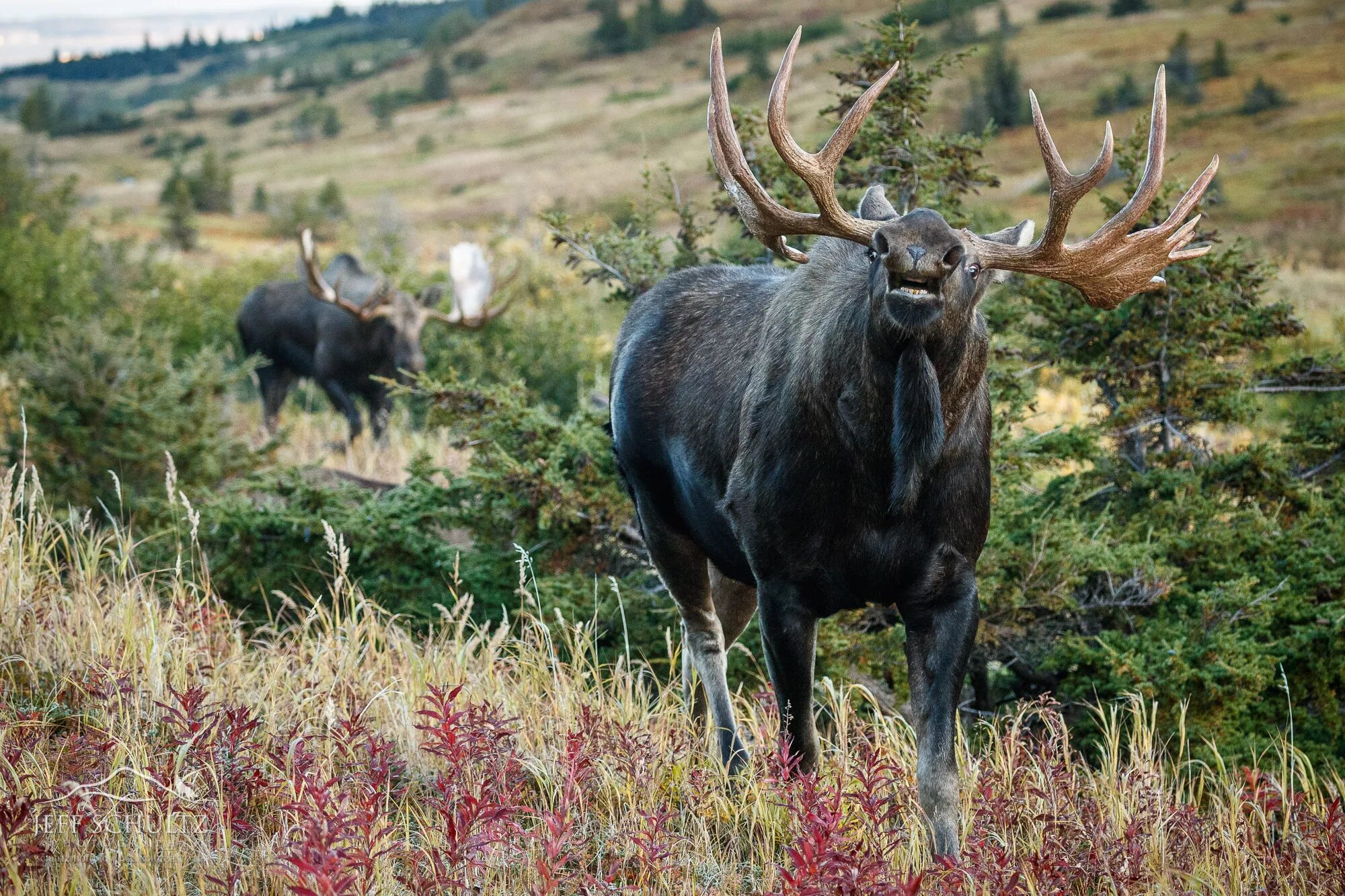 Alaska Wild Life. Аляска природа животный мир. Аляска заповедник Дикая природа. Marniimods: Wildlife.