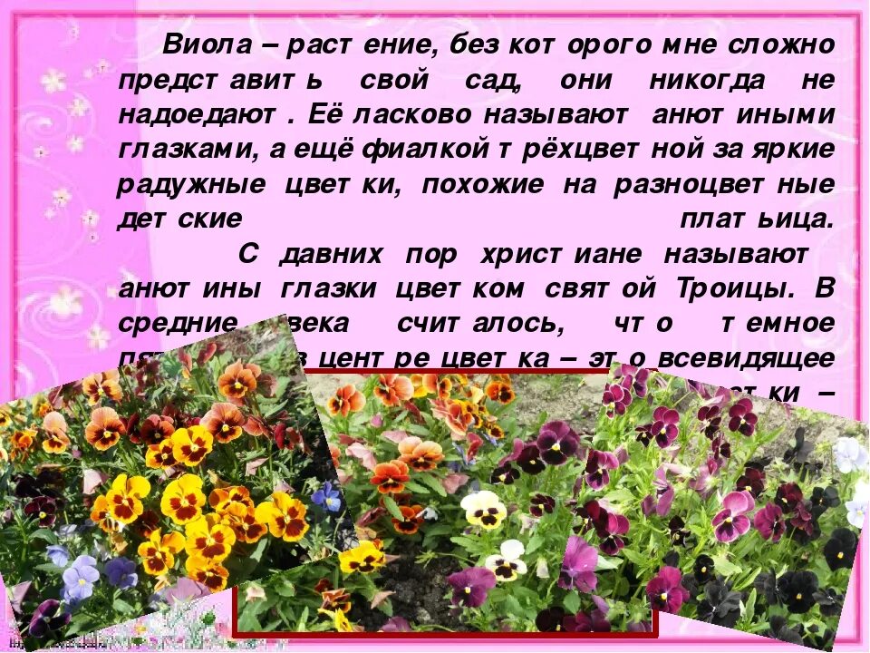 Проект про цветы 3 класс Сообщение о подорожнике 3 класс окружающий мир