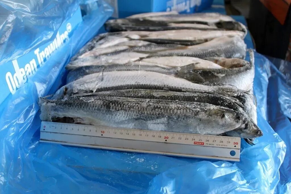 Сельдь тихоокеанская свежемороженая. Горбуша свежая. Ряпушка свежемороженая. Рыба опт. Сведемороденная горьуша.