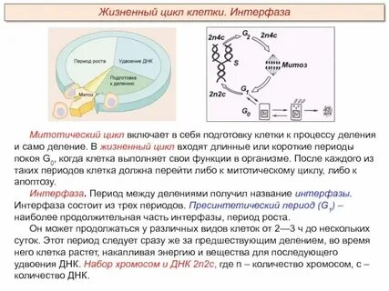 Самый длинный период интерфазы