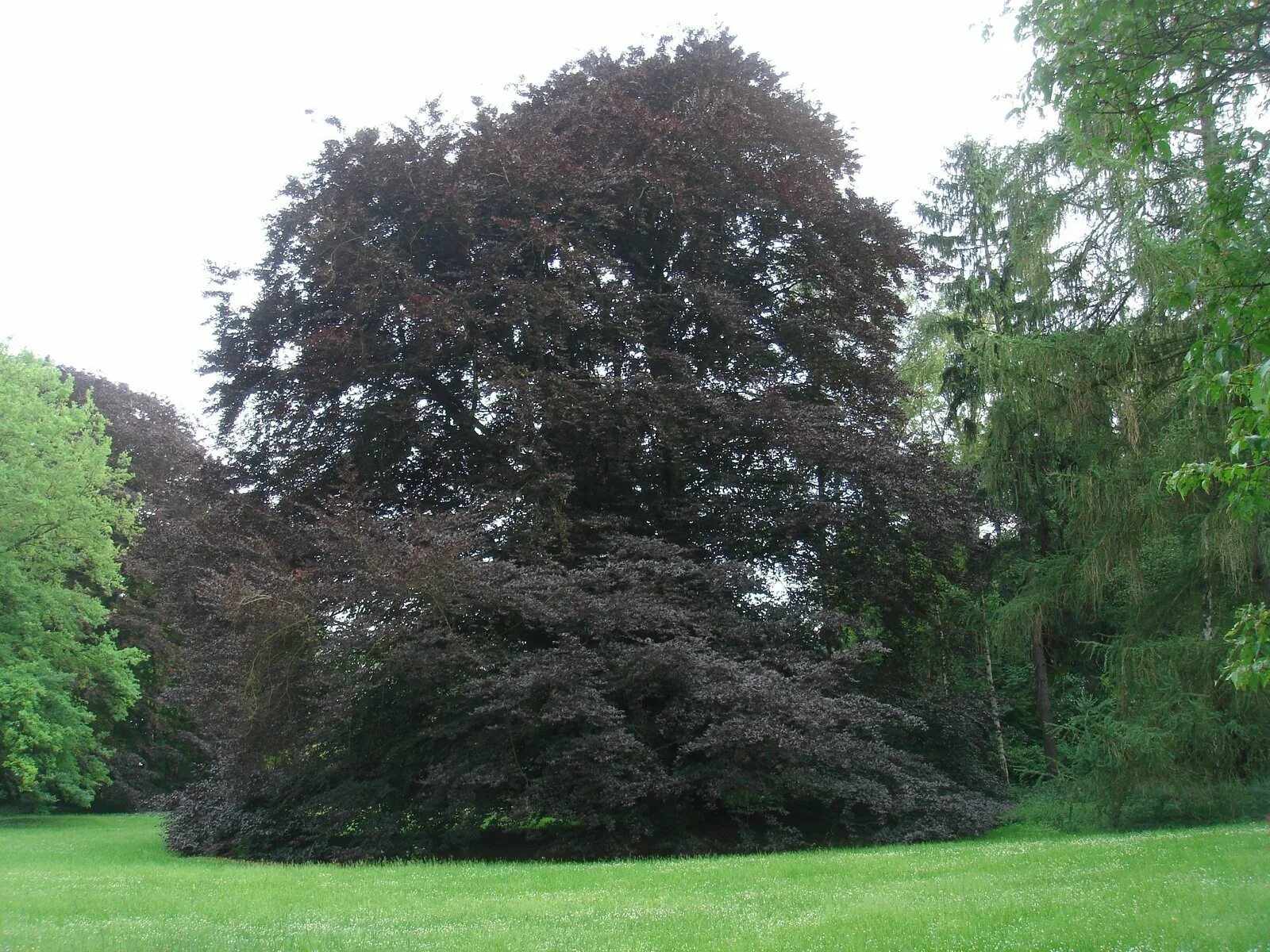 Дерево бук фото и описание. Бук Лесной (Fagus sylvatica)'purpurea'.. Бук Лесной purpurea (Пурпурея). Бук Атропуницея. Дерево European Beech.