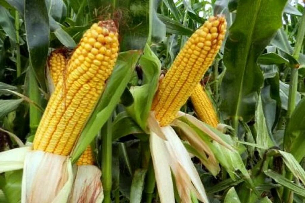 Кукуруза доле. Восковидная кукуруза. Спелая кукуруза в початках. Кукуруза восковая спелость зерна. Созревшая кукуруза.