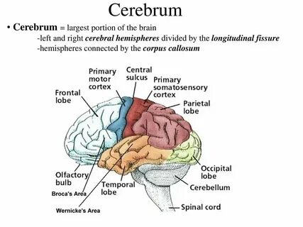 Cerebrum