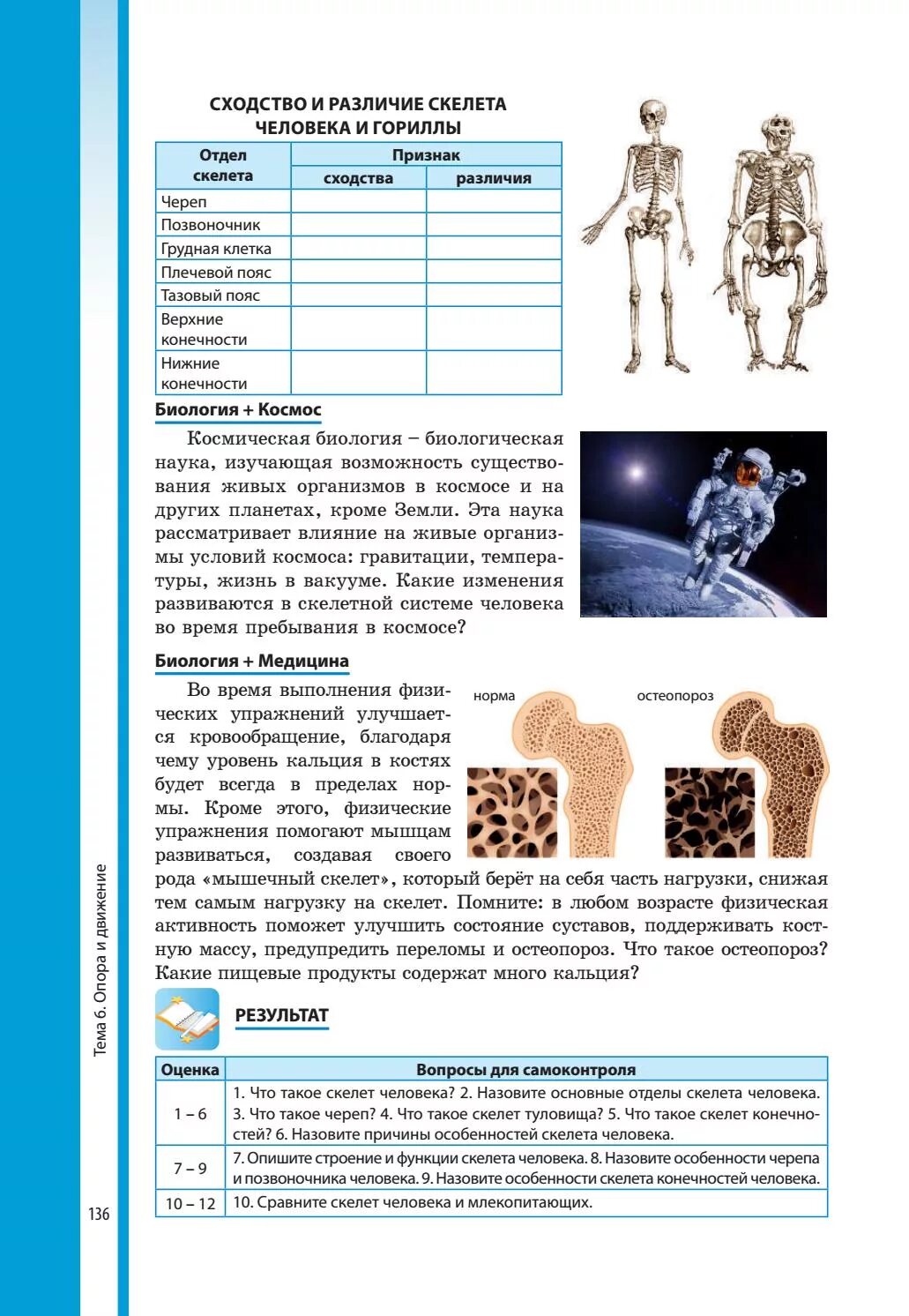 Различия скелетов человека и животных таблица. Различие скелетов человека и животных таблица отделы скелета. Сходства и различия скелета человека и гориллы. Сходство и различие скелета человека.
