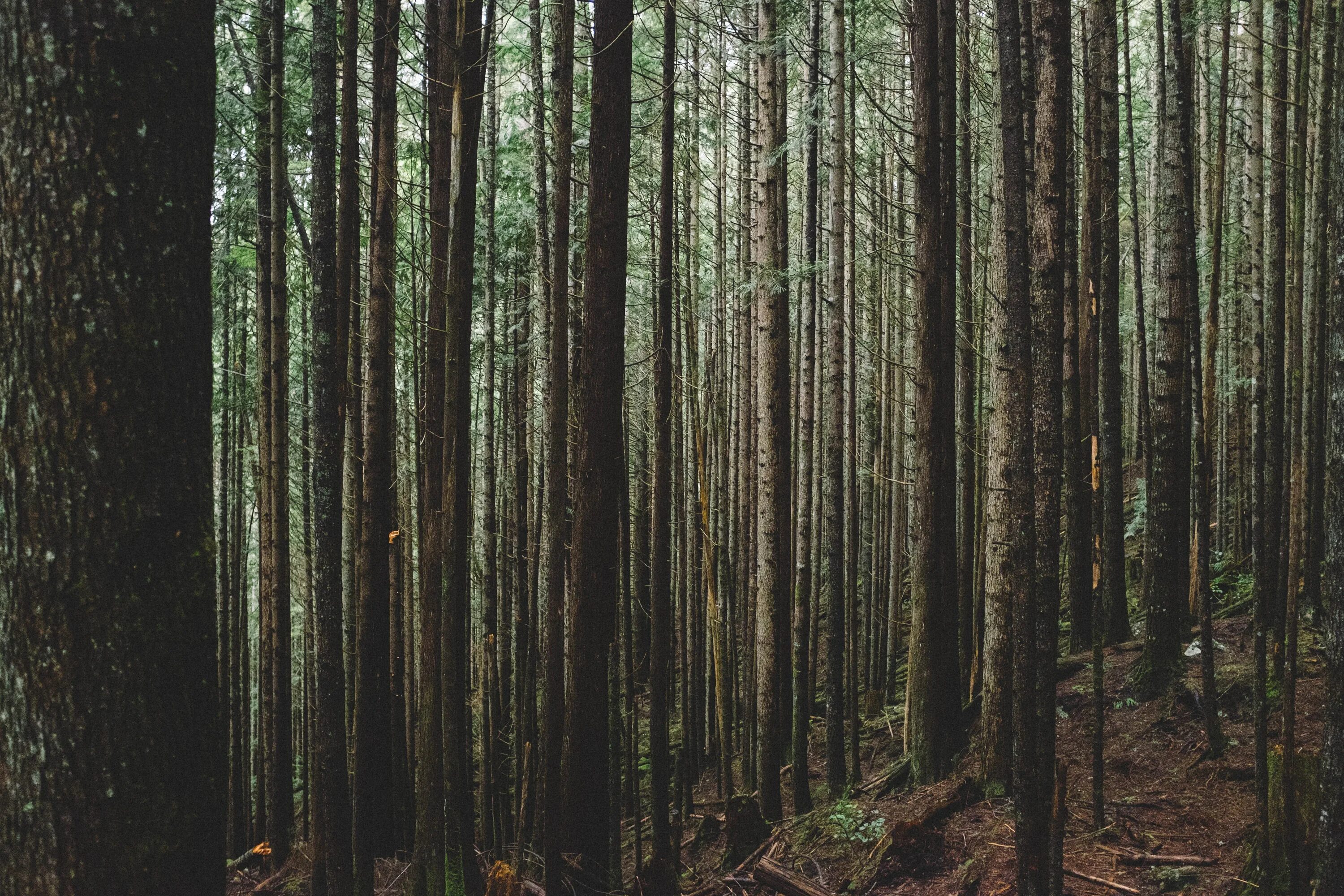 Dense forest