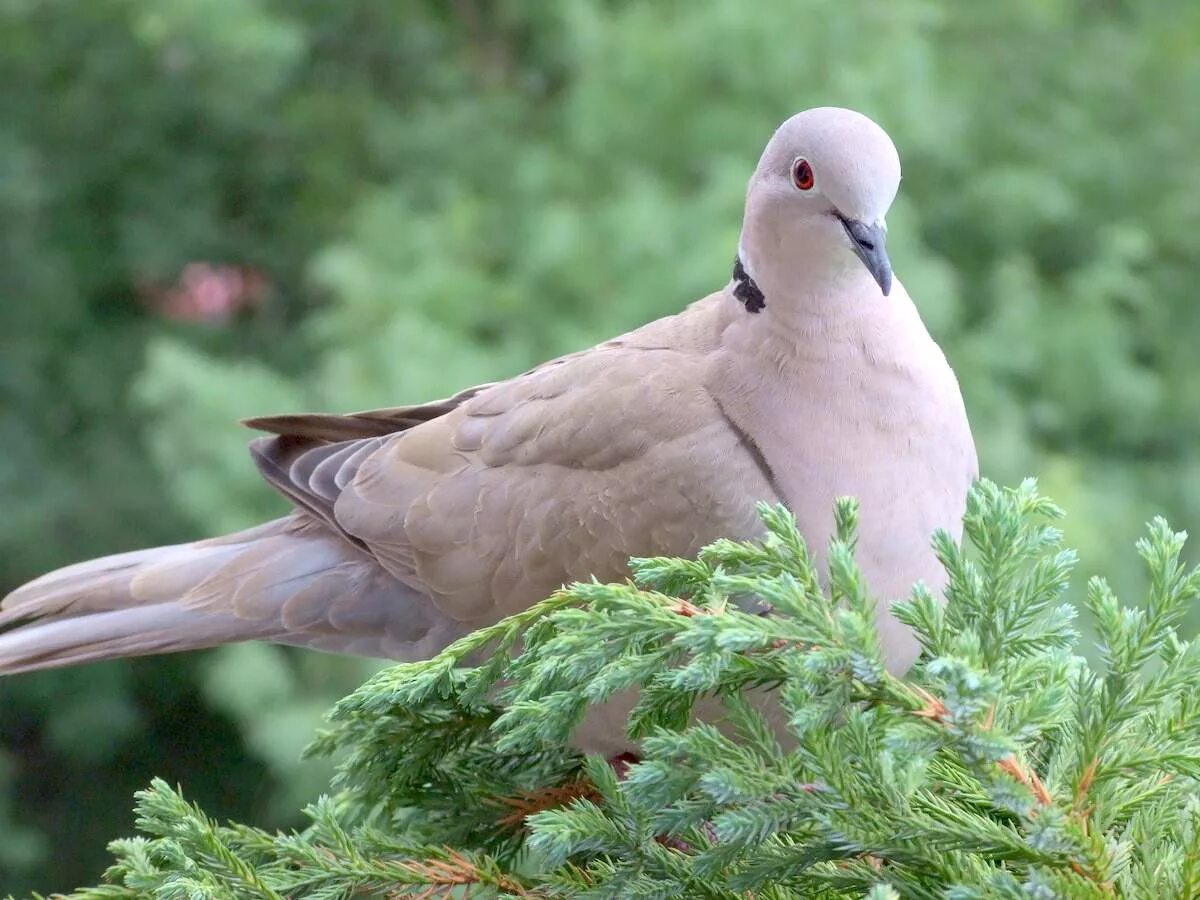 Обыкновенная горлица (streptopelia turtur). Кольчатая горлица горлицы. Горлица горницы. Обыкновенная горлица зимой. Горлица горницы.