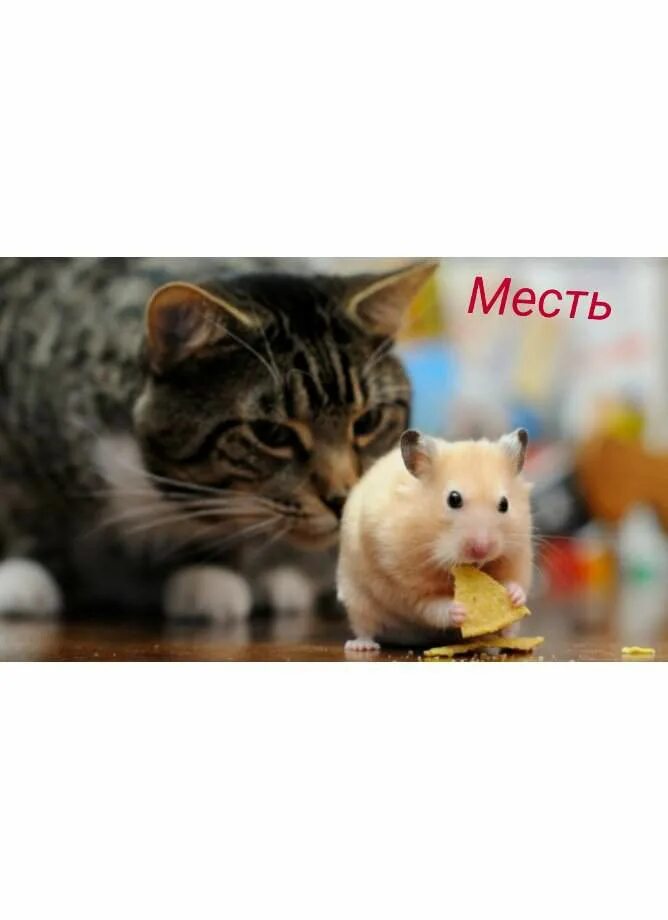 Клетка для джунгарского хомяка. Как получить lvl в хомяке. Как получить lvl в хомяке. Как получить lvl в хомяке. Хомячок в колесе.