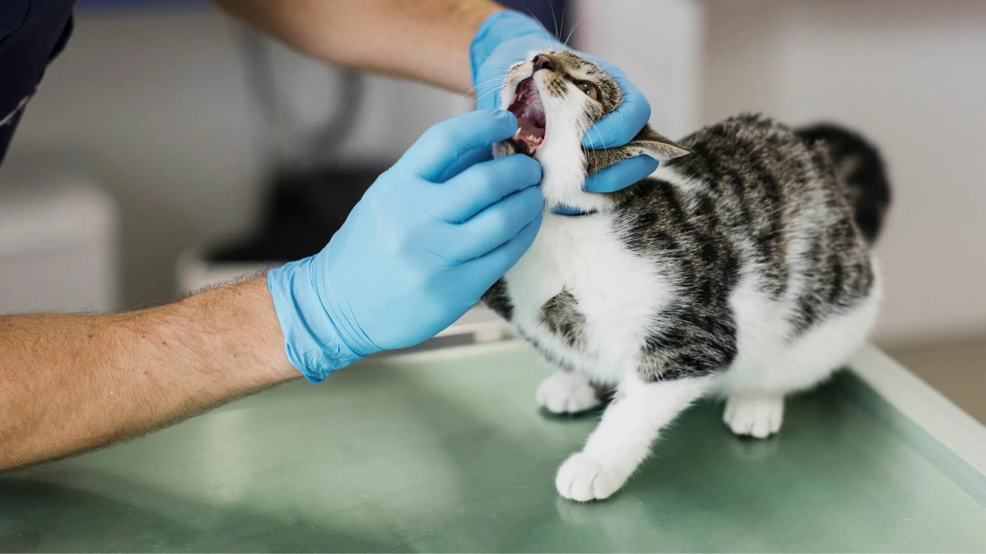 Кошка в ветклинике. Кошка у ветврача. Кот у ветеринара. Кот на приеме у ветеринара. Санация ротовой полости кошки.