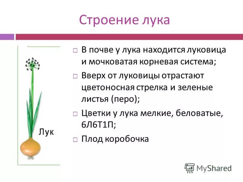 Картинки ЛУКОВИЦА БИОЛОГИЯ 5 КЛАСС