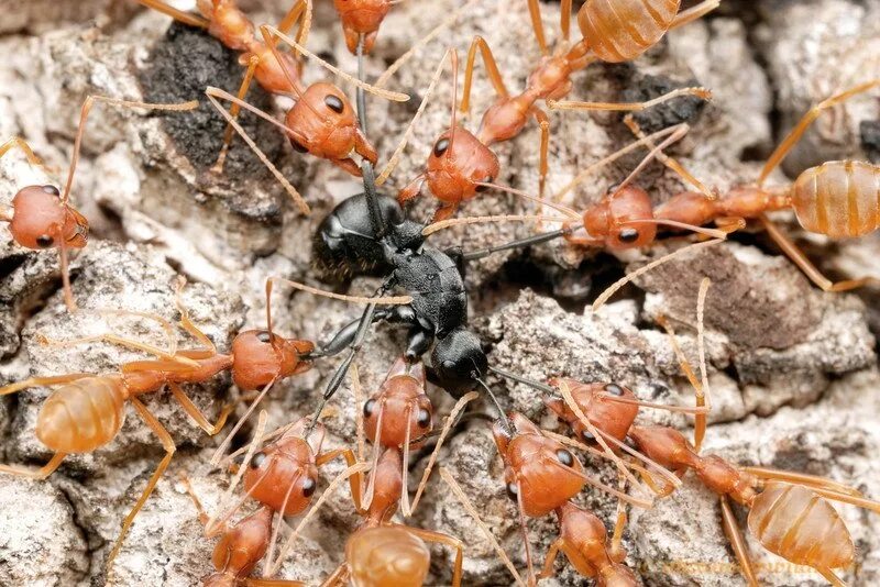 Муравьи враги. Oecophylla longinoda. красные муравьи термиты. битва красных и черных муравьев. муравьи-портные (oecophylla smaragdina).