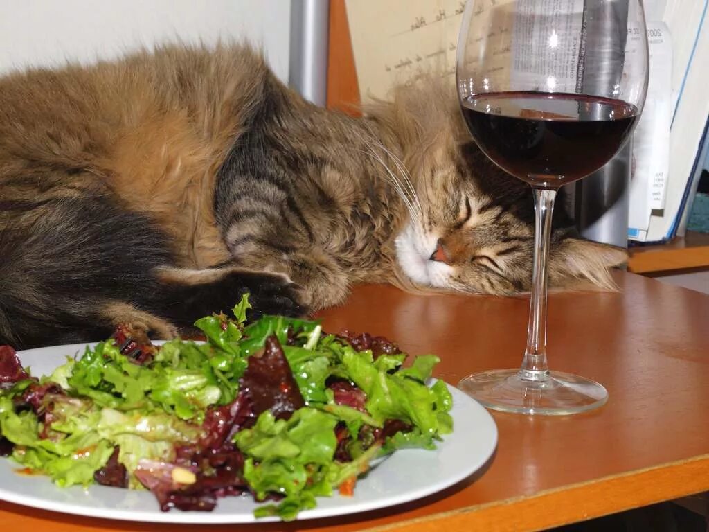 После сытного ужина лене предложили съесть. Котик с едой. Еда для кошек. Коты и праздничный стол. Кот на столе с едой.